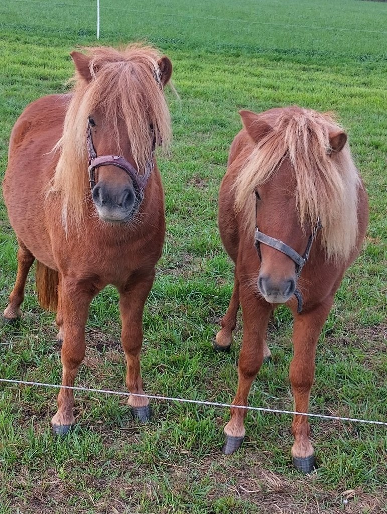 2 shetland vos merrie's, Merrie, 0 tot 2 jaar, A pony (tot 1.17m), Gechipt