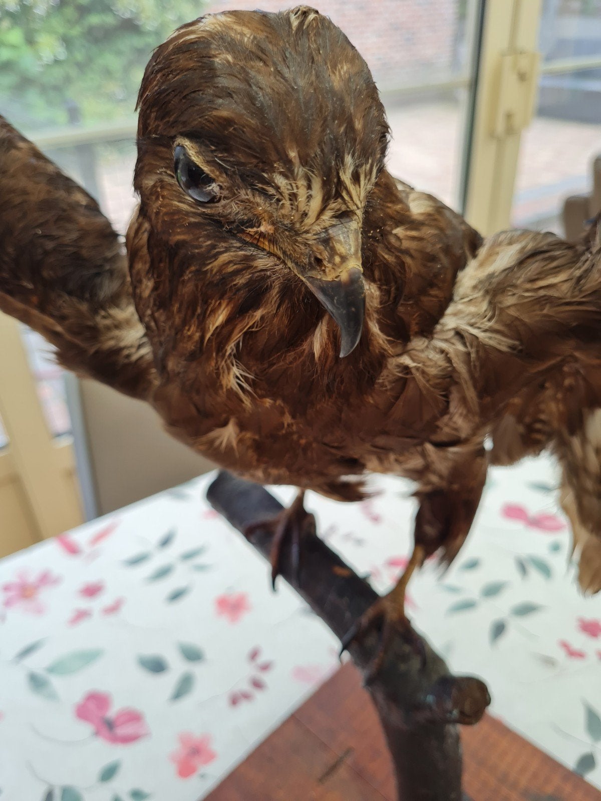 Opgezette bruine buizerd op houten stok