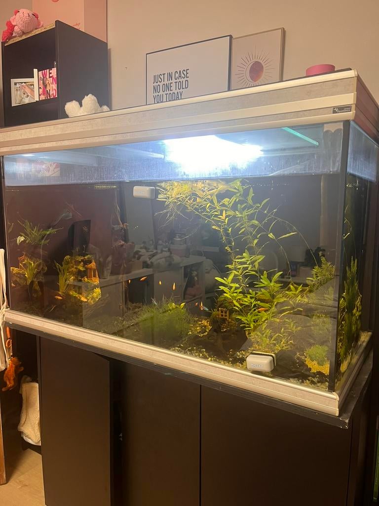 Compleet aquarium van 350 liter, Ophalen, Oase, Inclusief deksel, Gevuld zoetwateraquarium