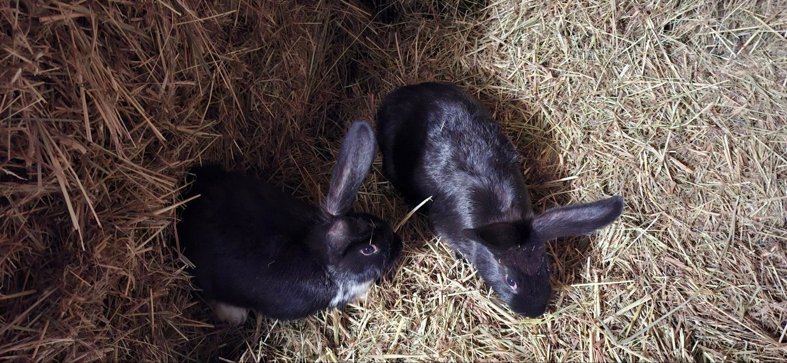 lapins de 4 mois
