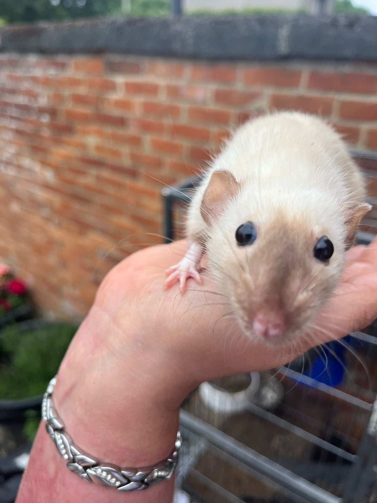 2 vrouwtjes ratten, Animaux & Accessoires, Rongeurs, Rat, Février, Domestique, Femelle