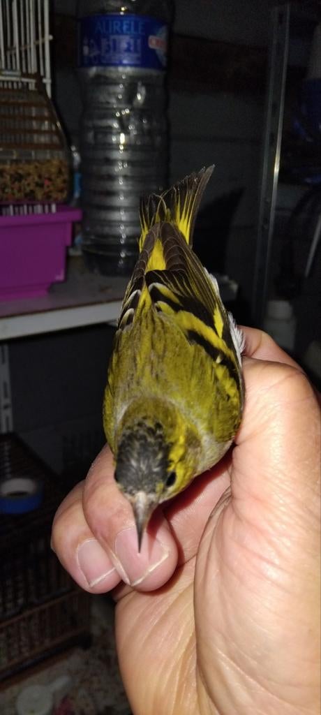 Tarin bague, Animaux & Accessoires, Oiseaux | Perruches & Perroquets, Mâle