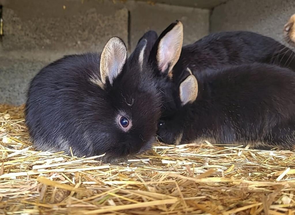 Lapin nain, Ophalen, Nieuw