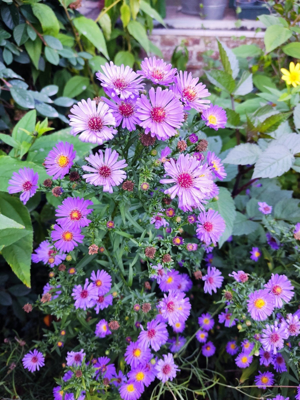 aster, Tuin en Terras, Ophalen