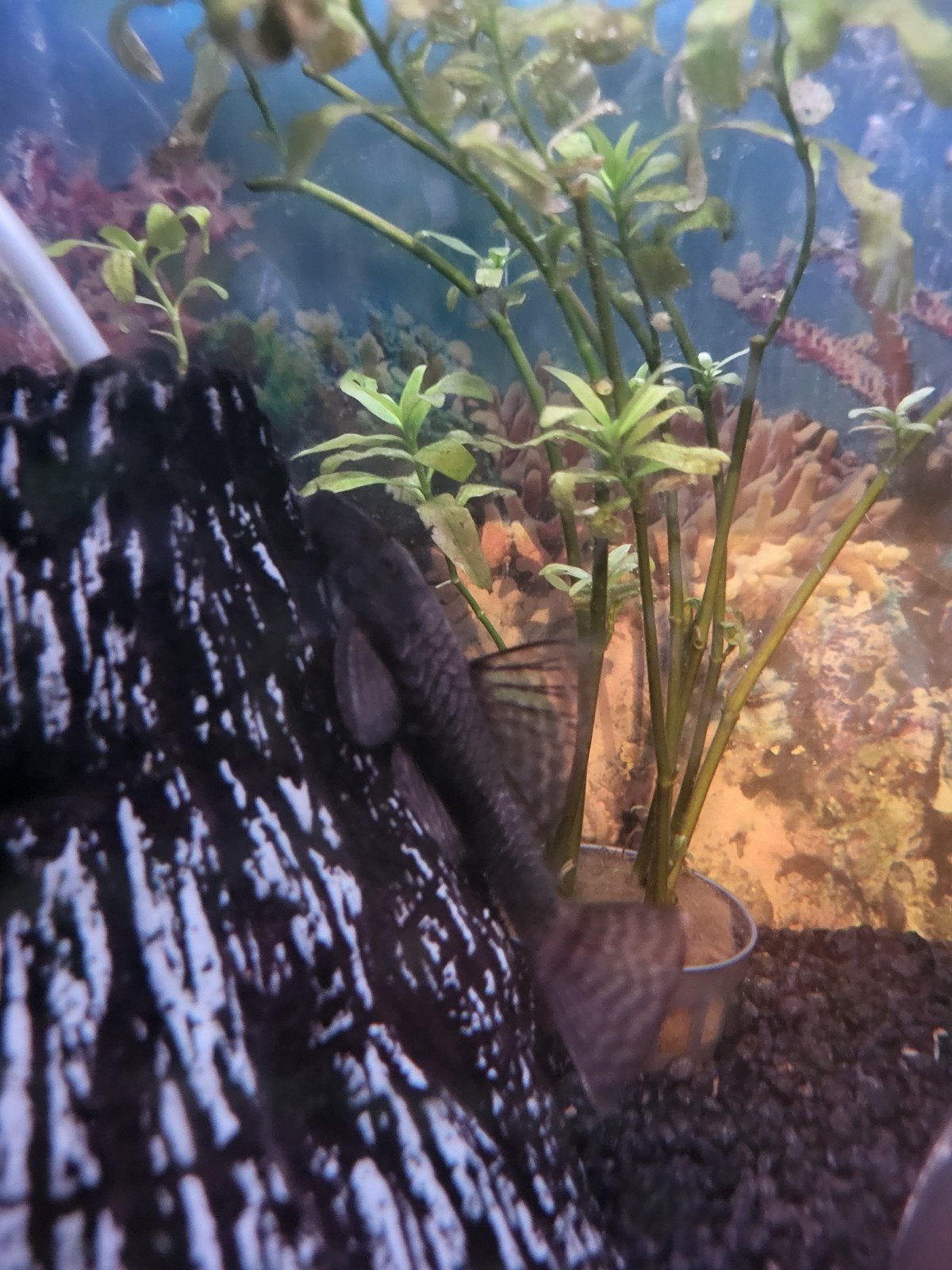 Gratis 2x ancistrus algeneter, Poisson, Poisson d'eau douce