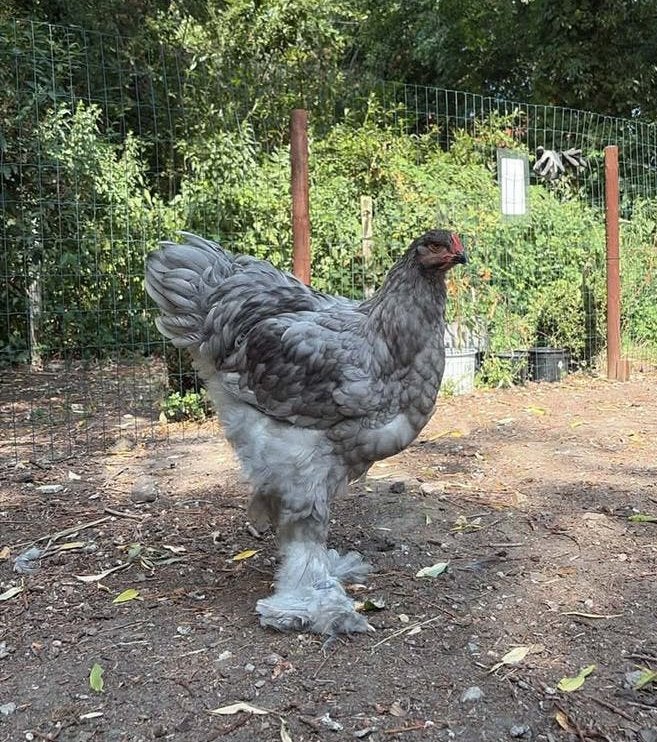 Brahma coq bleu, Mâle, Poule ou poulet