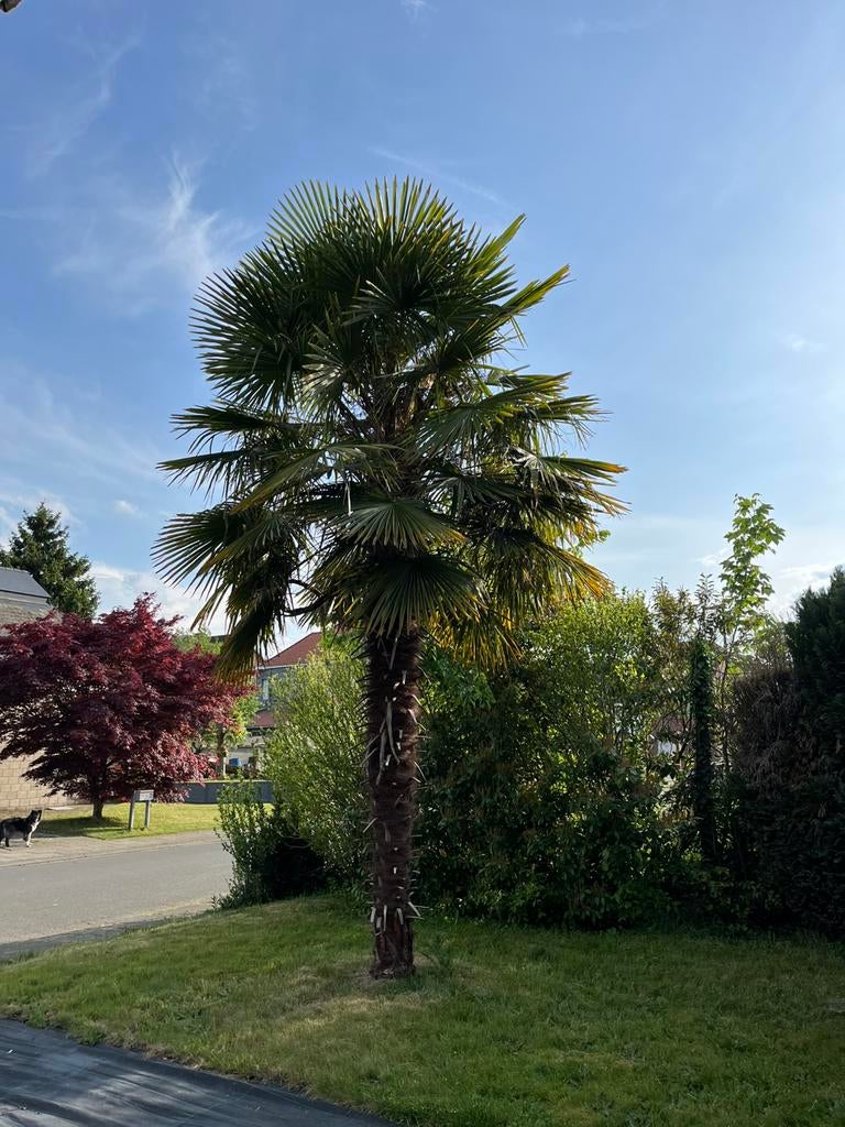 4 palmbomen te koop, Tuin en Terras, Ophalen, Gehele jaar, Halfschaduw