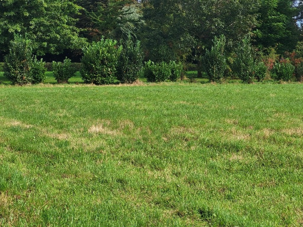 Mooie weide ca 30a te Achel, Dieren en Toebehoren, 1 paard of pony