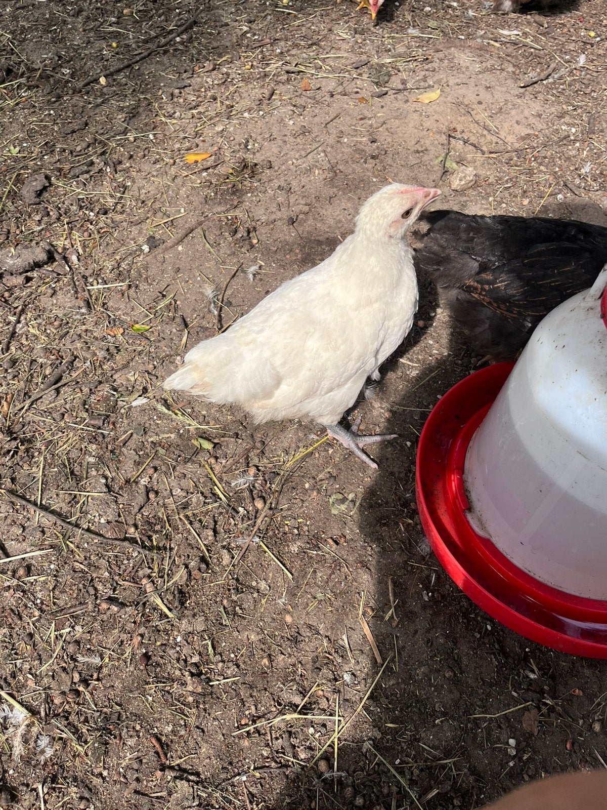 Poule de Bresse hennen, Dieren en Toebehoren