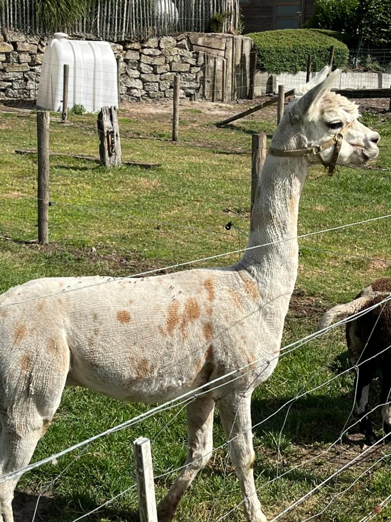Appaloosa alpaca hengst, Dieren en Toebehoren, Juli, Mannelijk