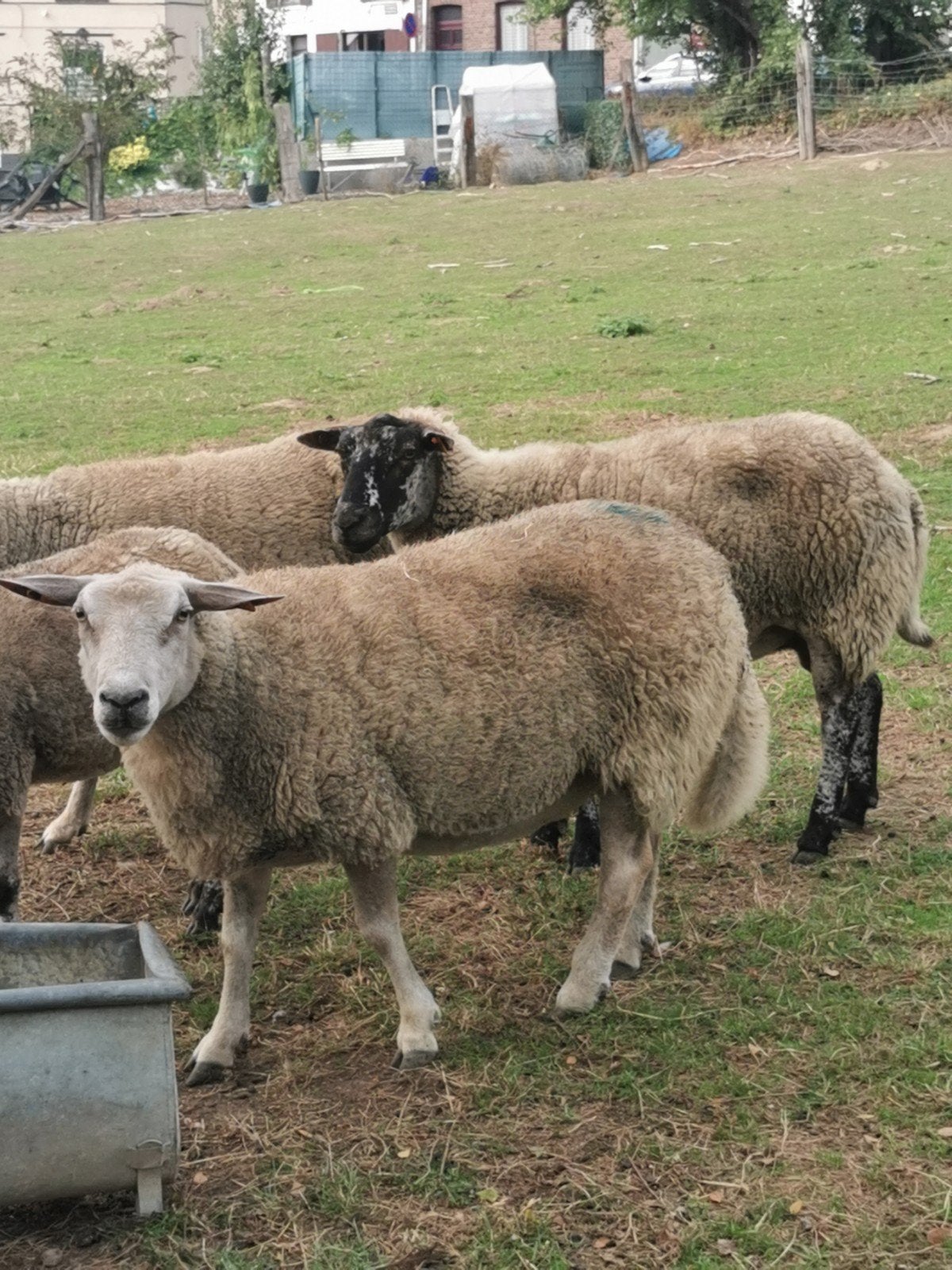 lot femelles à vendre, Tuin en Terras, Ophalen