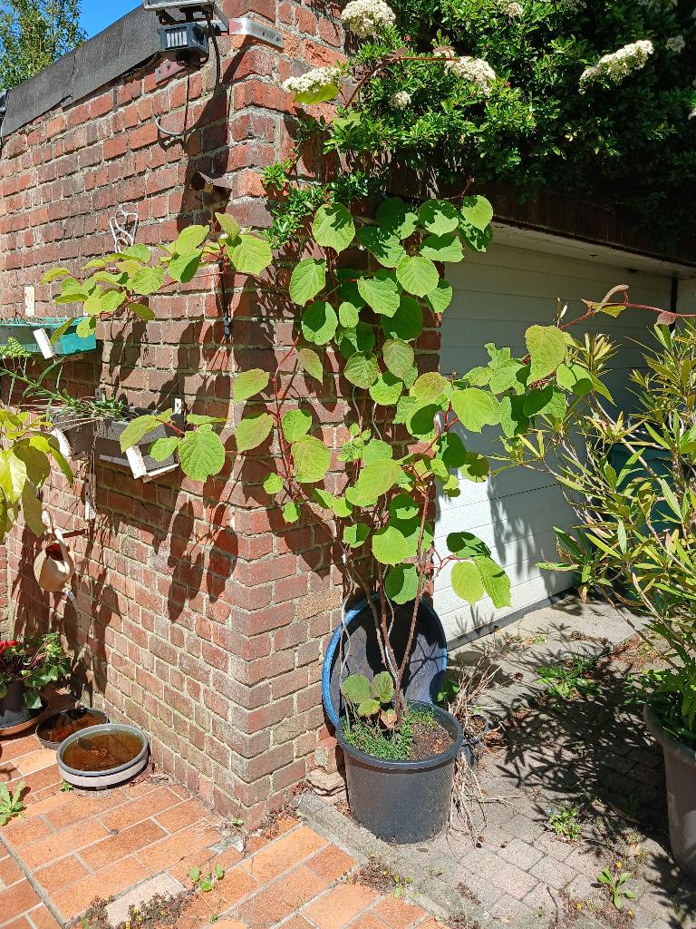 Kiwiboom, Tuin en Terras, Ophalen
