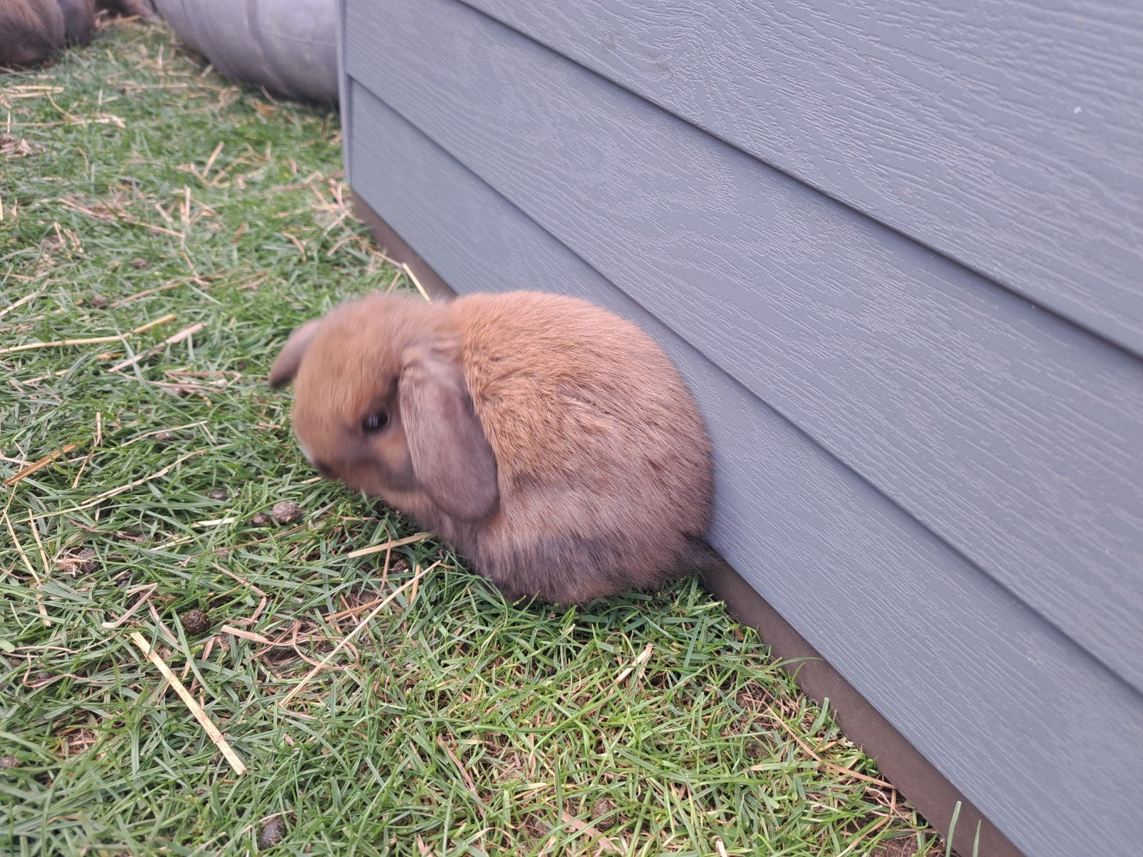 Nederlandse hangoordwerg, Dieren en Toebehoren, Konijnen