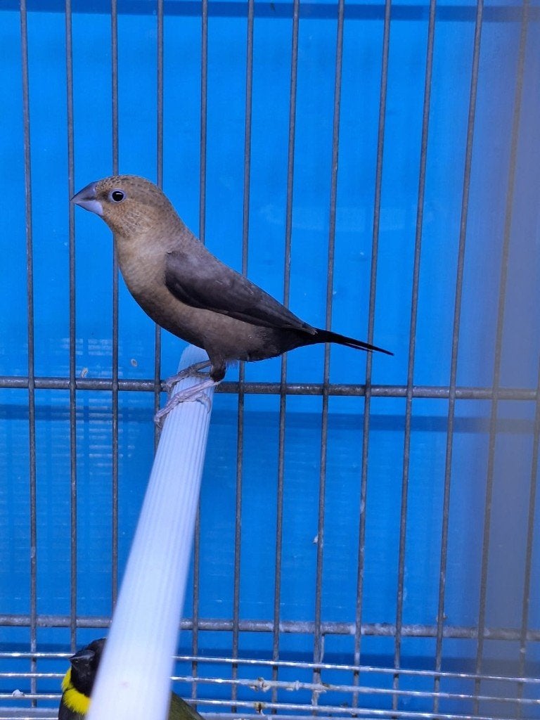 bec d'argent, Animaux & Accessoires, Oiseaux | Oiseaux Autre, Sexe inconnu, Oiseau tropical