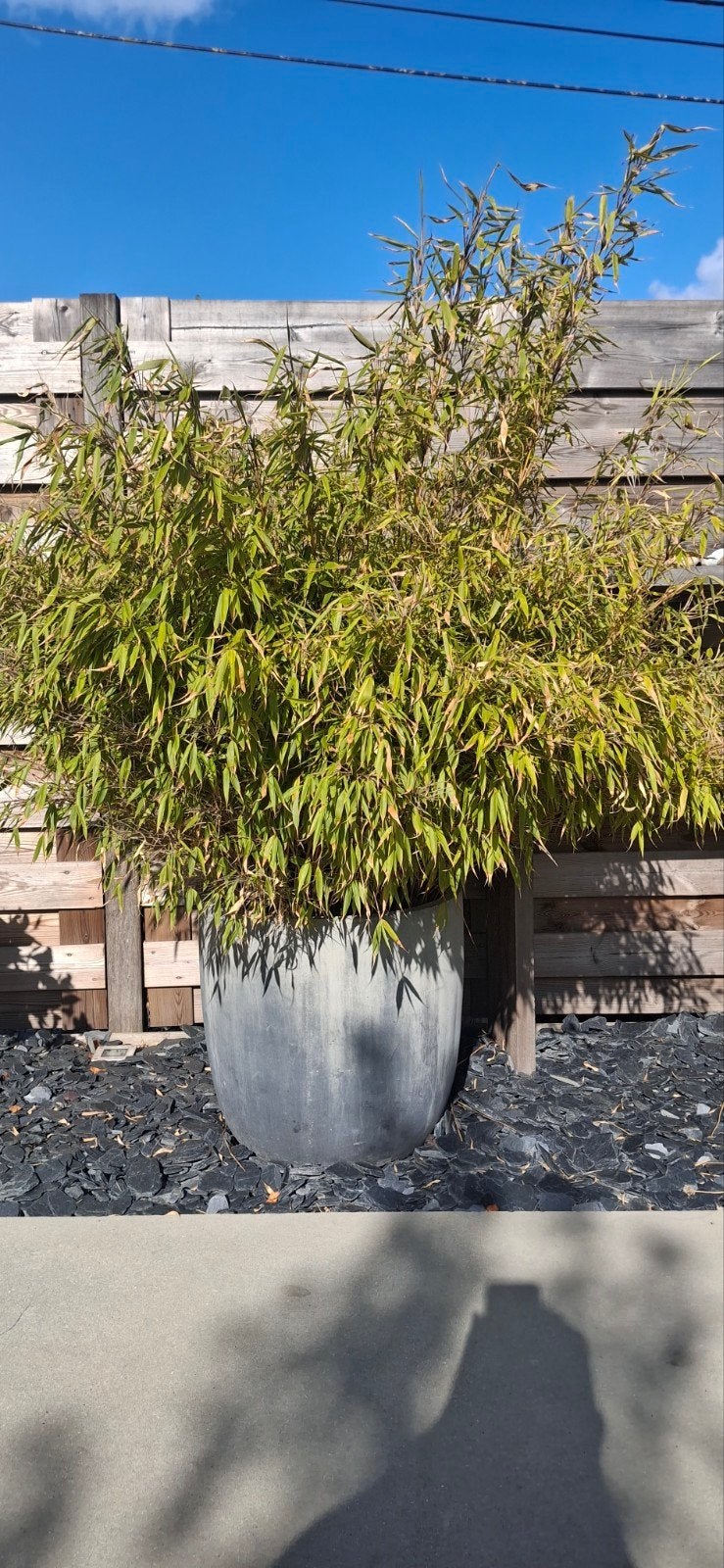 bamboe, Tuin en Terras, Ophalen