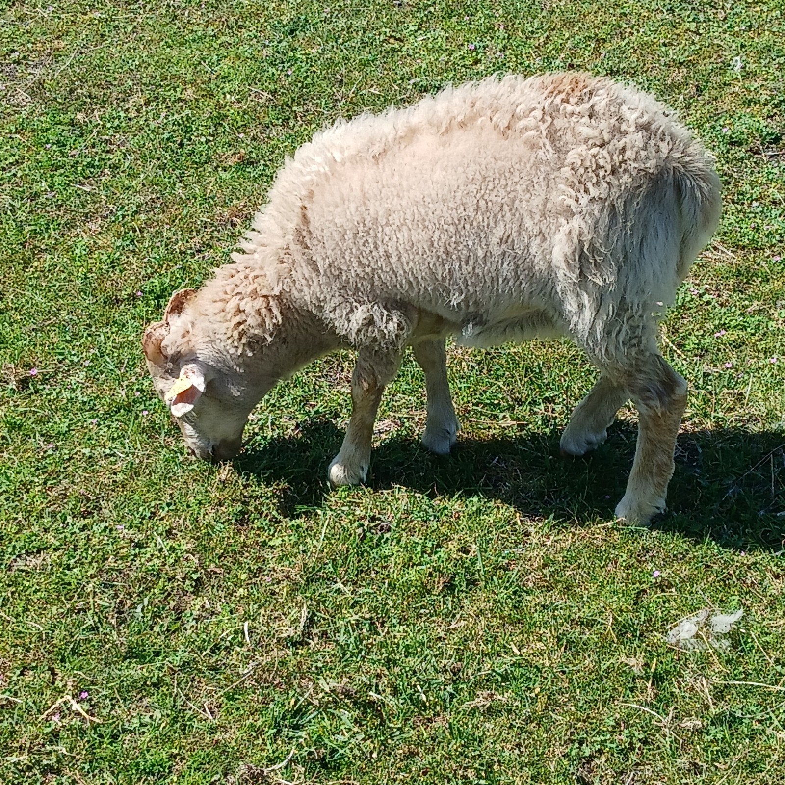 Soay ramlam, Dieren en Toebehoren