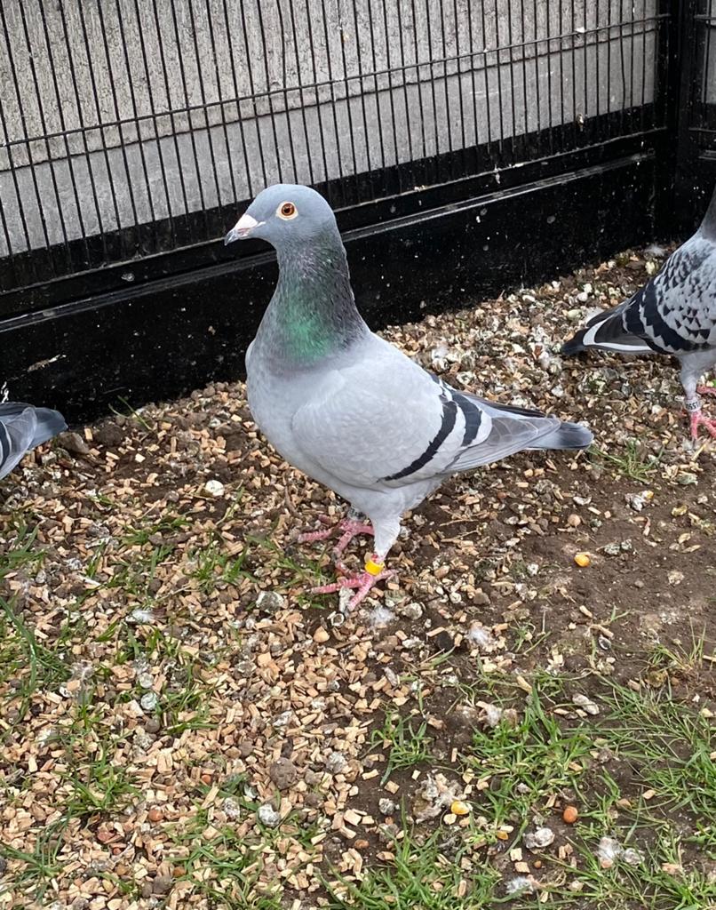 Koppel vitesse duiven, Dieren en Toebehoren, Vogels | Duiven, Meerdere dieren, Postduif