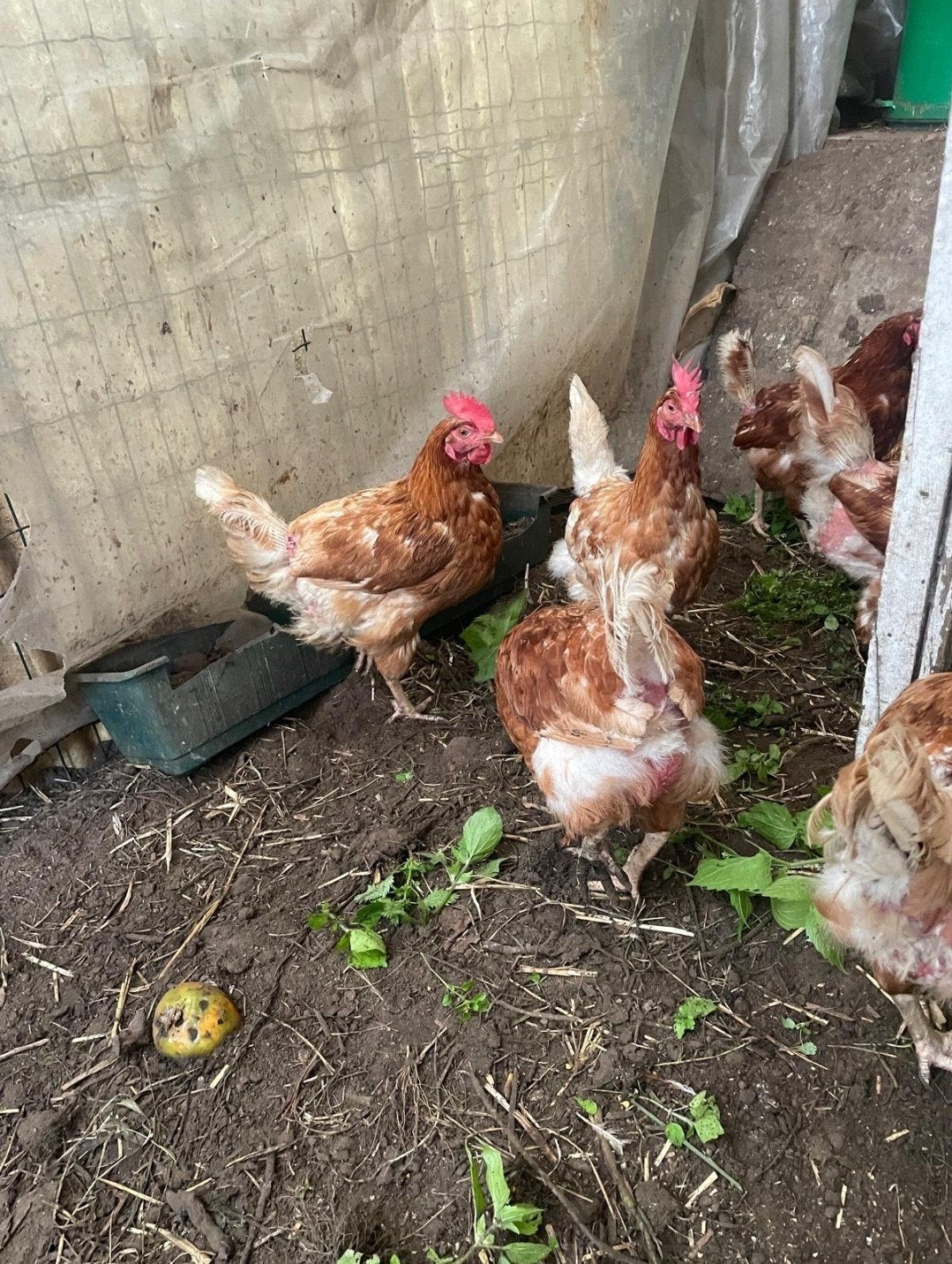 legkippen €8, Dieren en Toebehoren