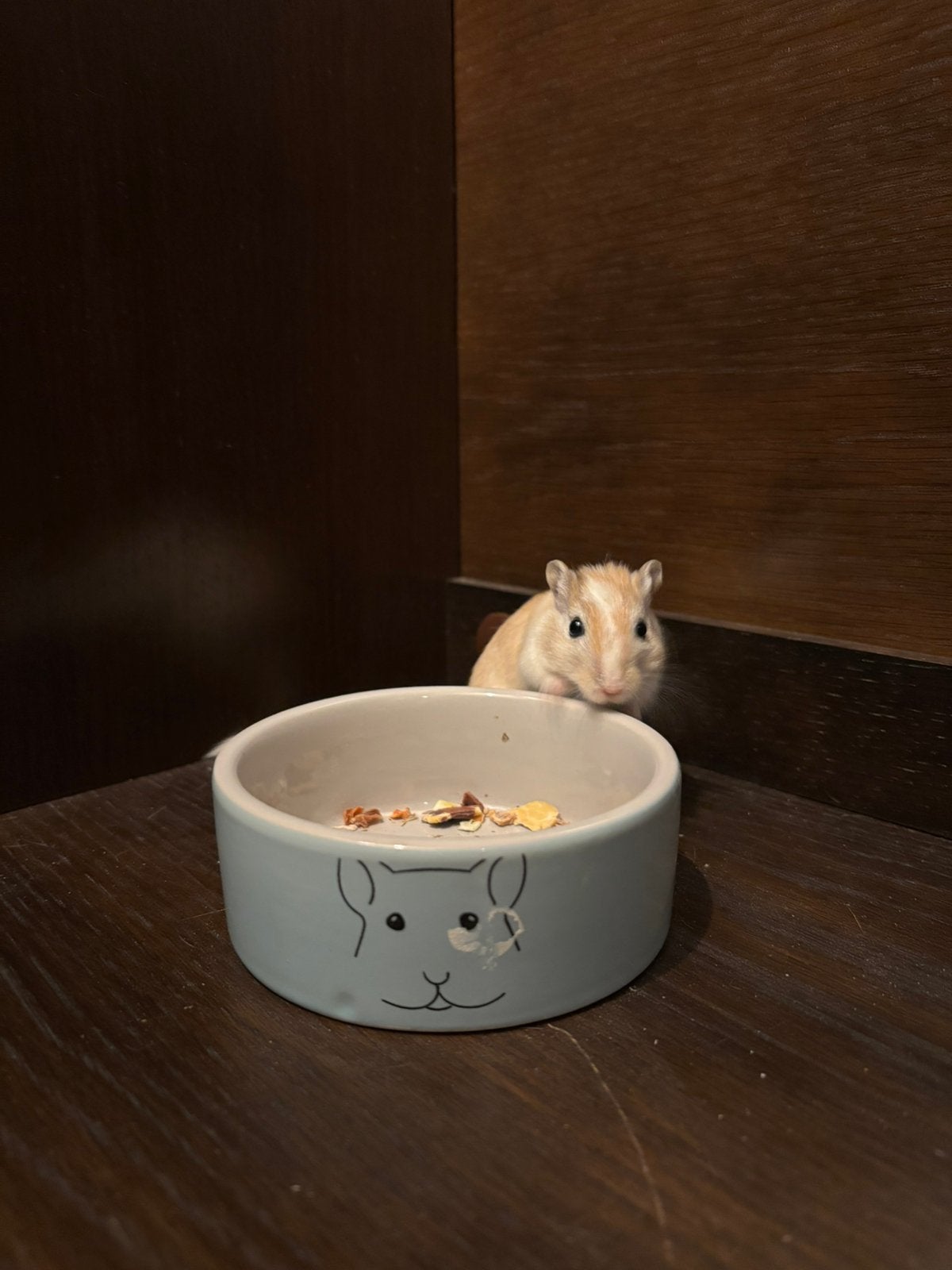 twee vrouwelijke gerbils, Animaux & Accessoires, Rongeurs, Domestique, Janvier, Autres types, Femelle