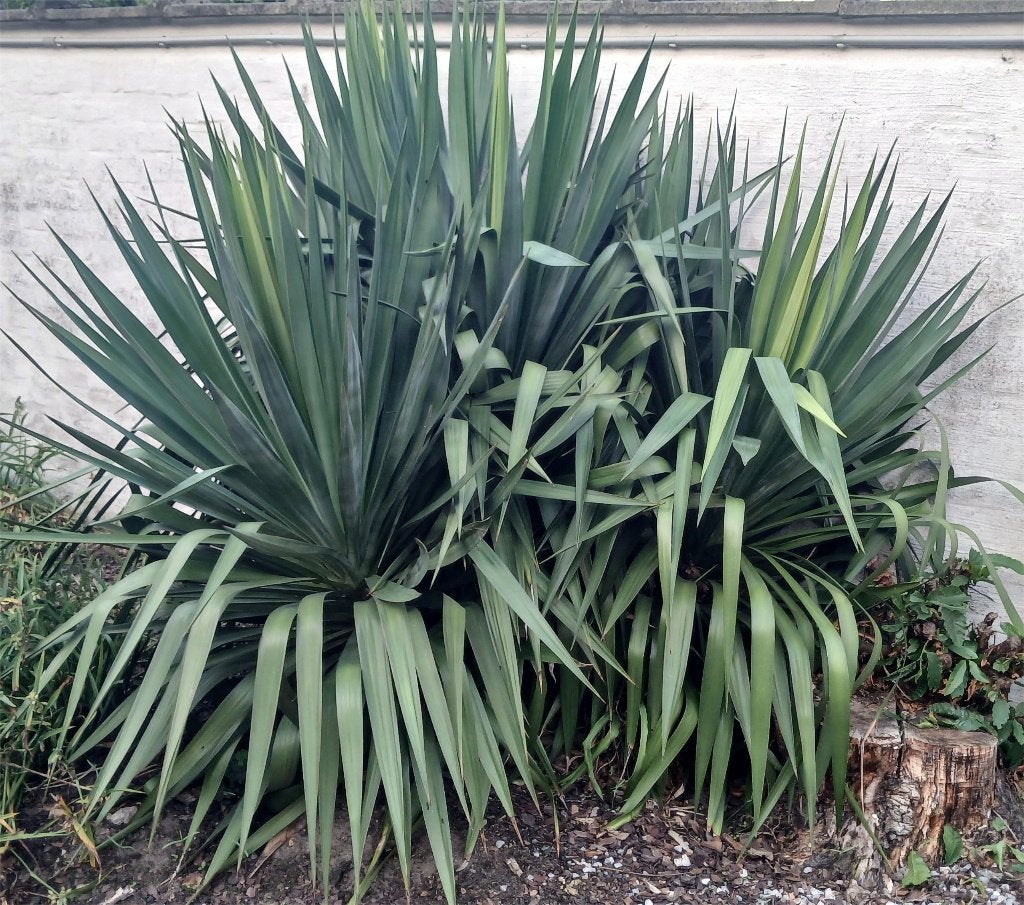 3 Yucca filamentosa's (palmlelie) - gratis ophalen, Tuin en Terras, Vaste plant, Halfschaduw, Zomer, Ophalen