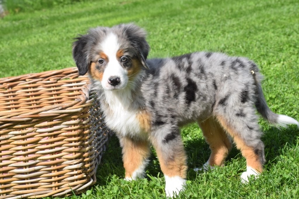 Australische herder mix Berner sennen pups, Dieren en Toebehoren, België, 8 tot 15 weken, Meerdere, Meerdere dieren