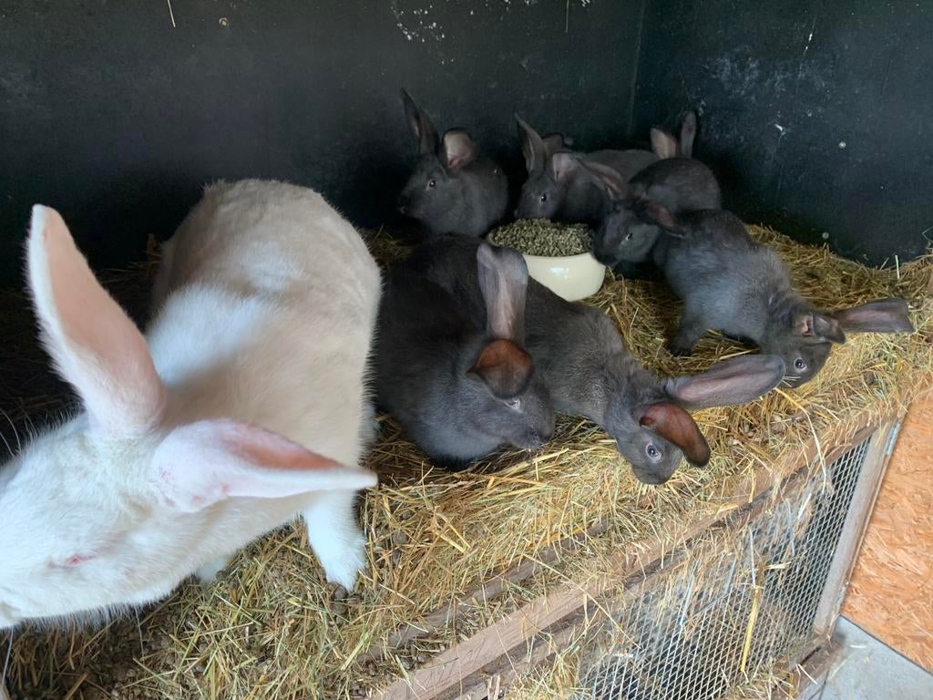 Vleeskonijn met 8 jongen, Plusieurs animaux, Grand, 0 à 2 ans