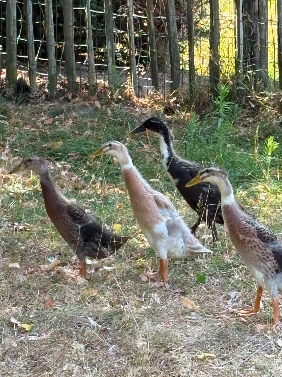 4 jonge loopeenden, Dieren en Toebehoren, Pluimvee, Meerdere dieren, Eend