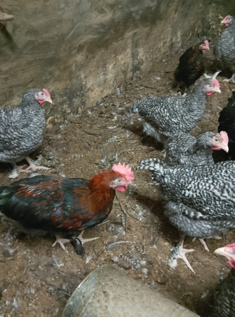Hanen Marans zwart koperhals, Dieren en Toebehoren, Pluimvee