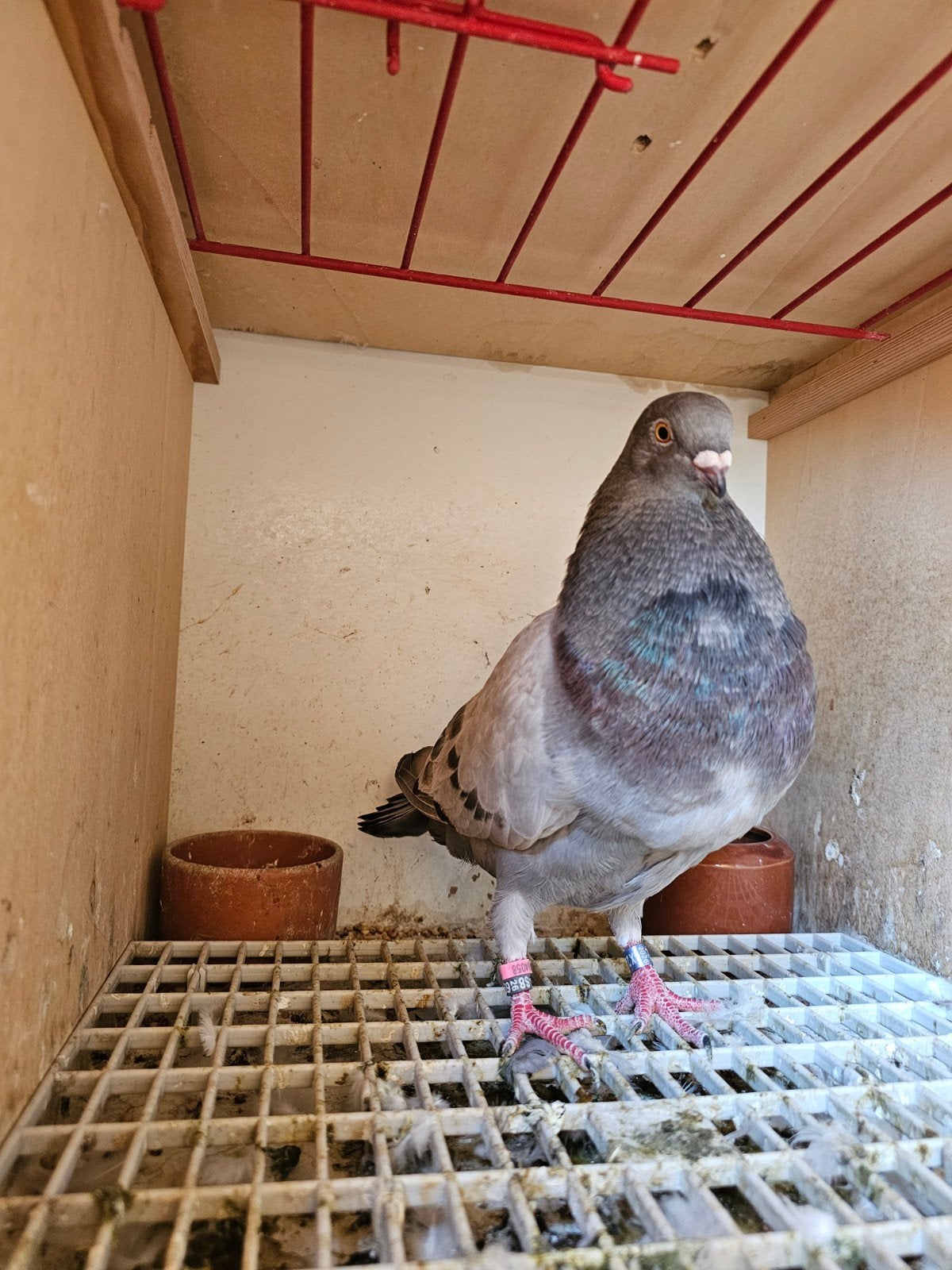 marteno croppers, Plusieurs animaux, Boulant