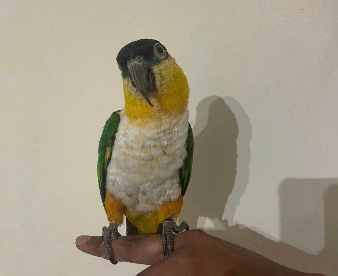 zwartkop caique tam, Dieren en Toebehoren, Mannelijk, Papegaai, Pratend