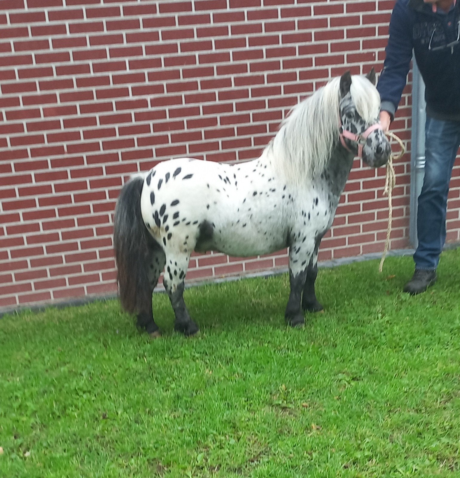 ÉTALON APPALOOSA ET JUMENTS NOIRES ET BLANCHES., Animaux & Accessoires
