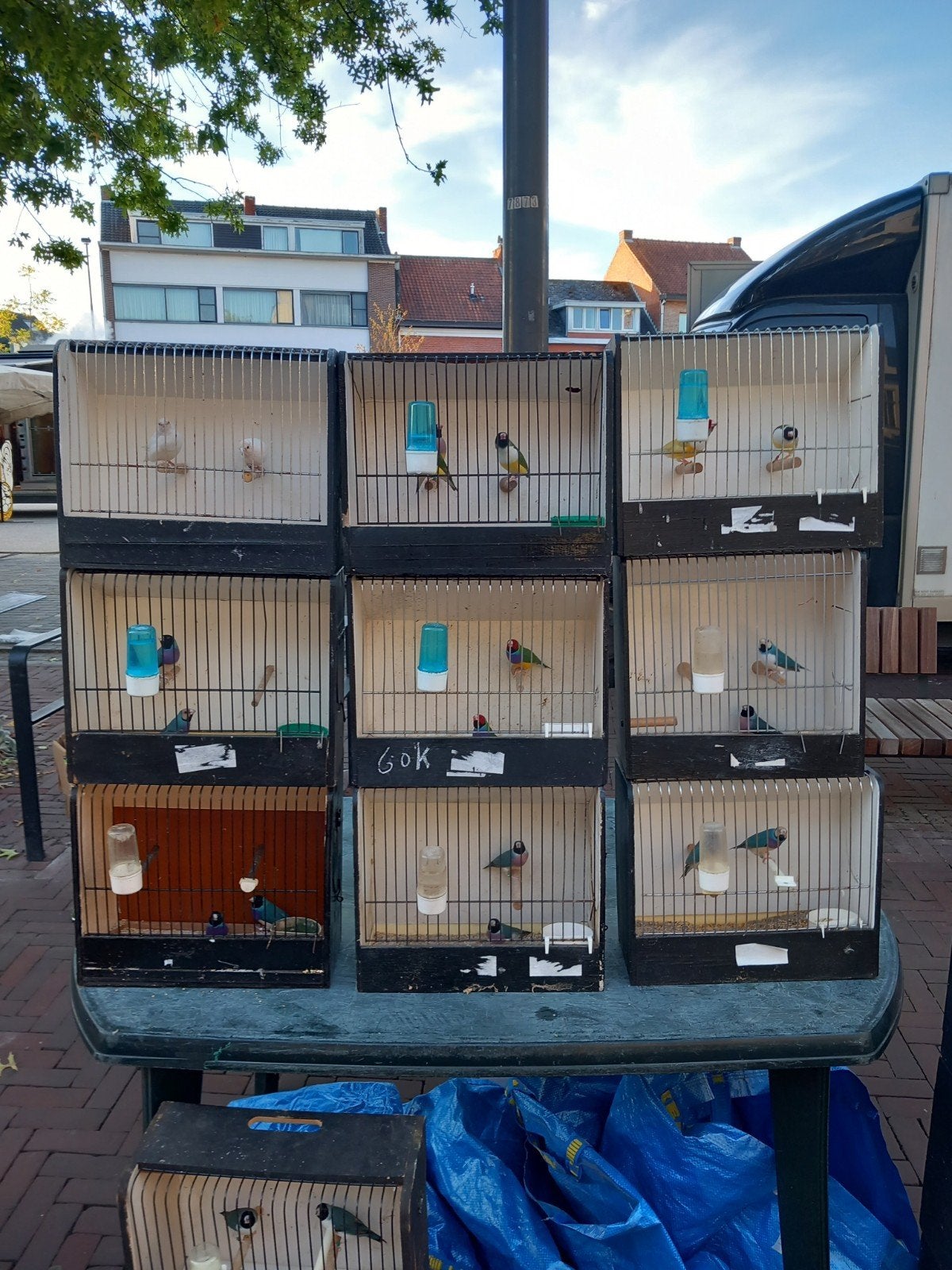 blauwe gouldamadines  te koop, Enlèvement