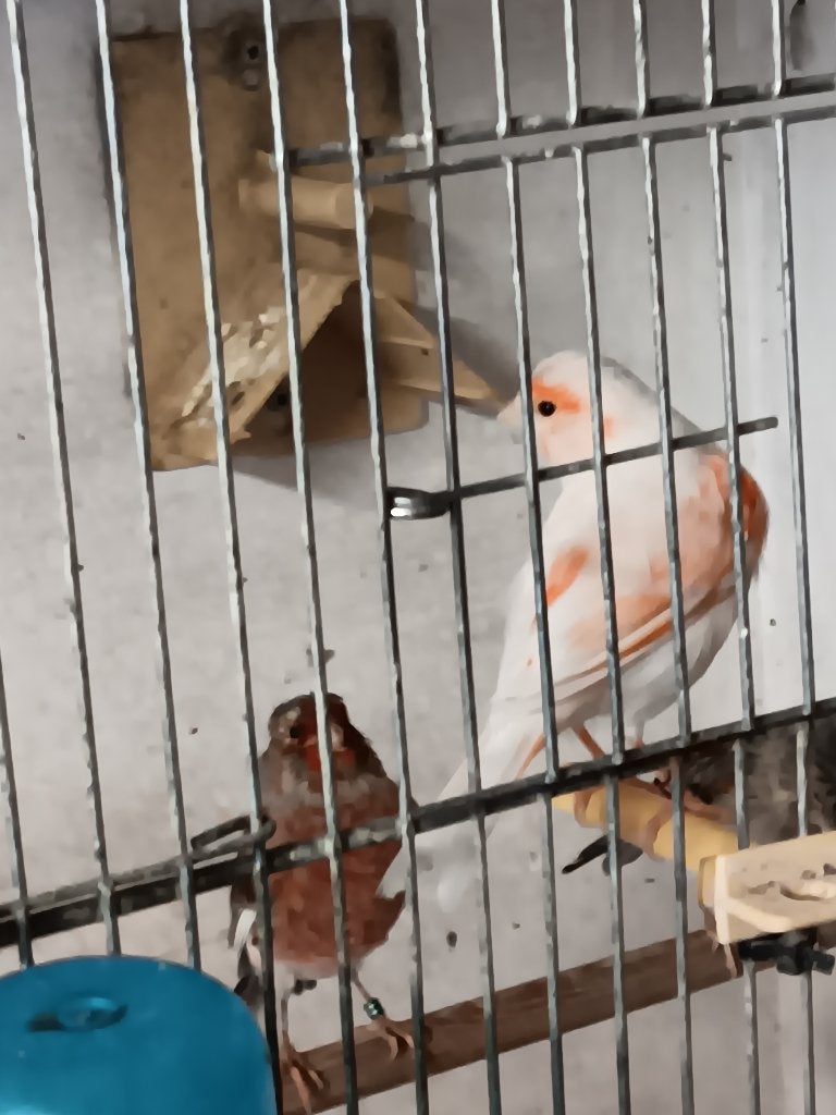 harlekijn kanaries, Animaux & Accessoires, Oiseaux | Canaris, Plusieurs animaux, Canari de posture