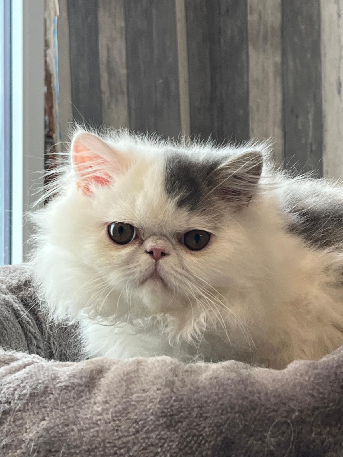 kittens Perzische langhaar, Meerdere dieren, Met stamboom, 0 tot 2 jaar