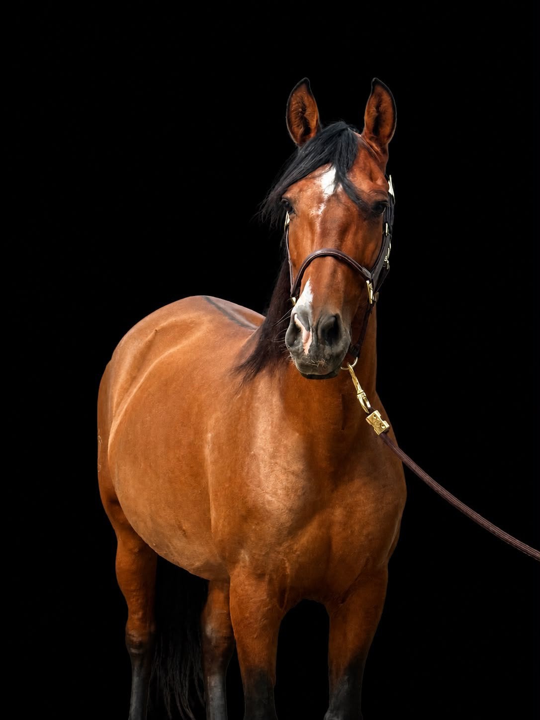 Prachtige PRE merrie zoekt forever home, Dieren en Toebehoren, Merrie, B, Ontwormd