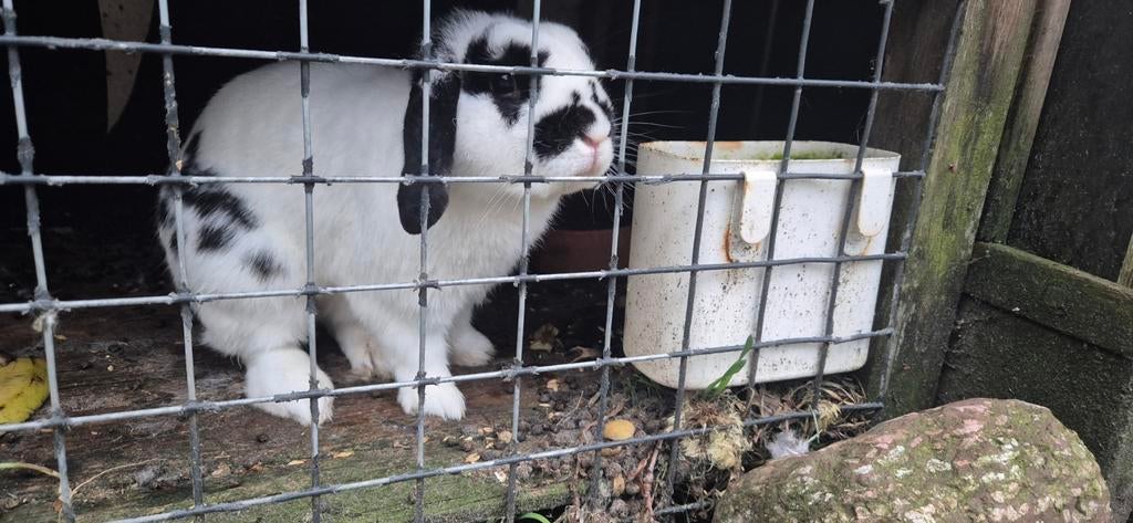 Konijn, Dieren en Toebehoren, Hangoor