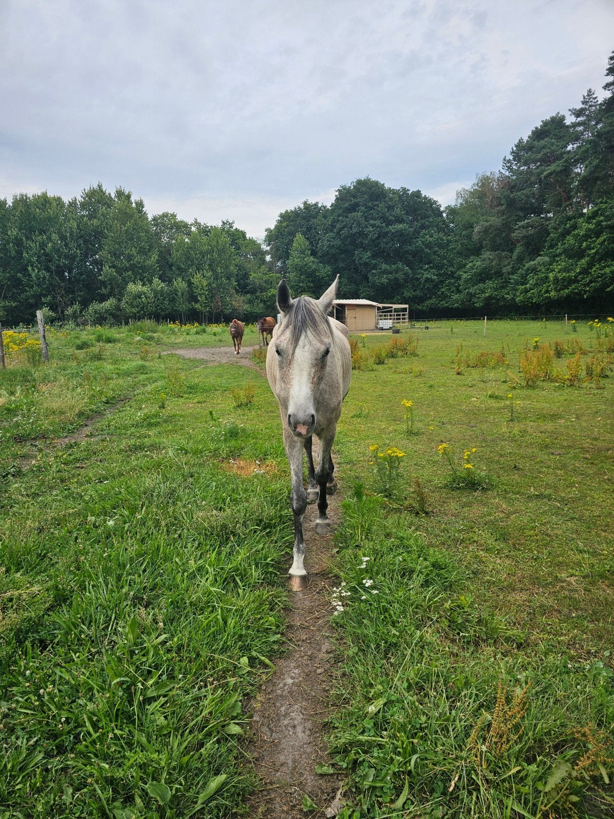6 jarige volbloed arabier merrie te koop, Jument, Non dressé, Avec pedigree