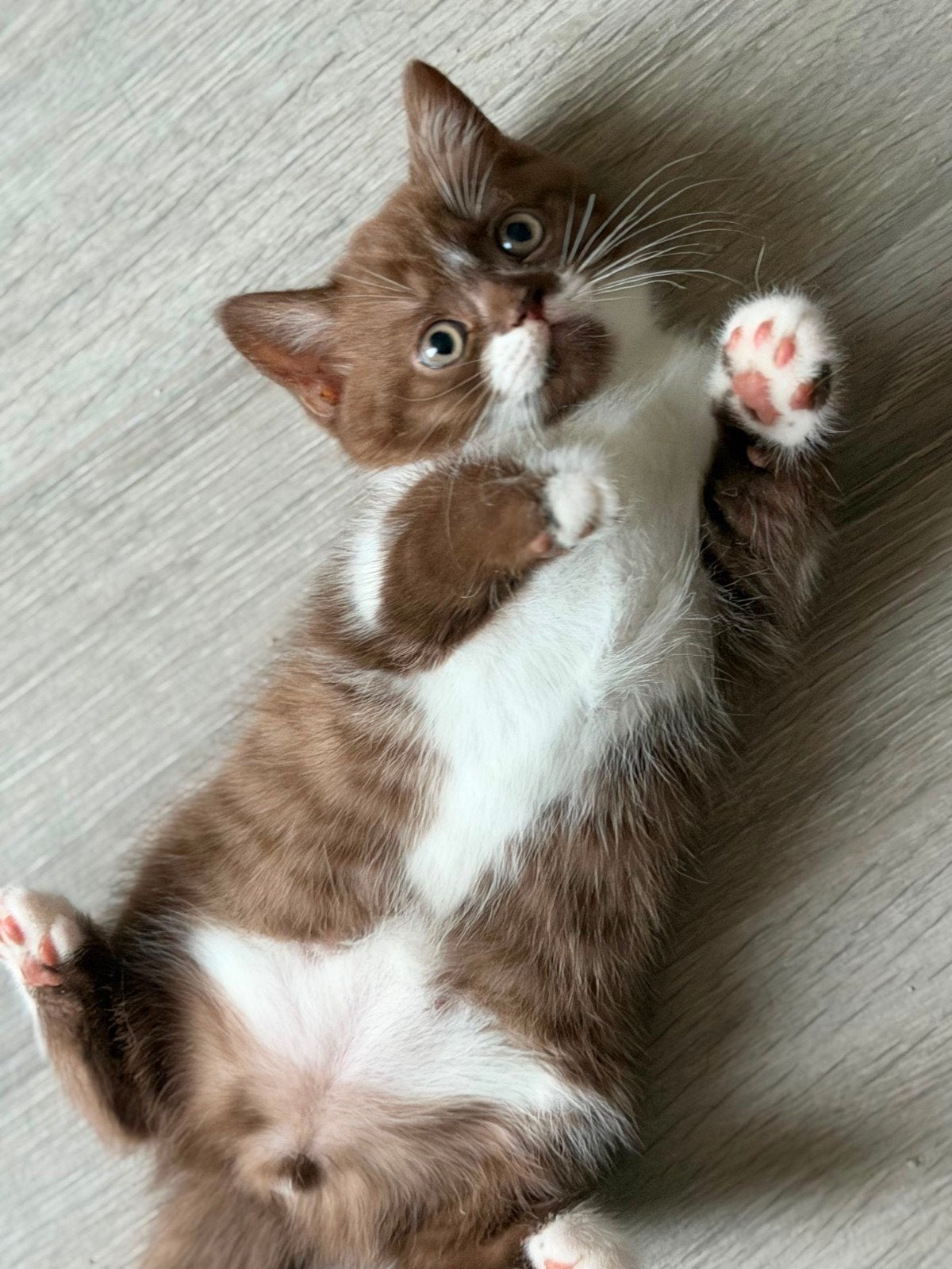 Charmant chocolate-wit bicolor laatste katertje!!, Chat, Avec pedigree, 0 à 2 ans
