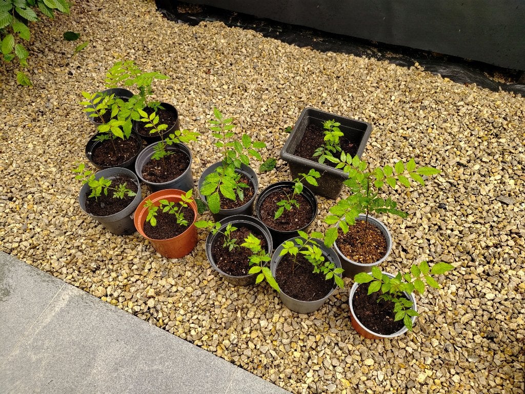 Szechuan zaailingen (Chinese Peperboom), Overige soorten, Lente, 250 tot 400 cm, Ophalen