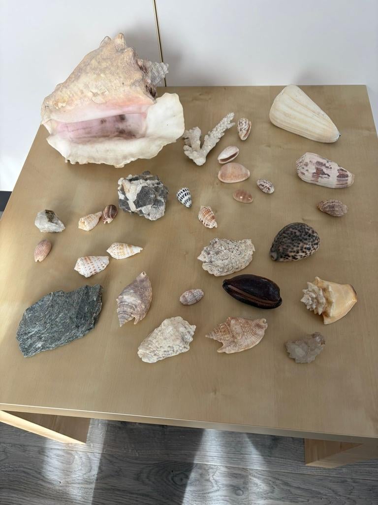 Unieke verzameling zeeschelpen, Collections, Minéraux & Fossiles, Coquillage(s), Enlèvement