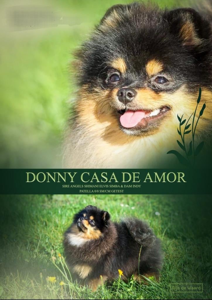 Ter dekking dwergkees - pomeranian - pomeriaan, Dieren en Toebehoren, Honden | Poolhonden, Keeshonden en Oertypen, Reu, Keeshond