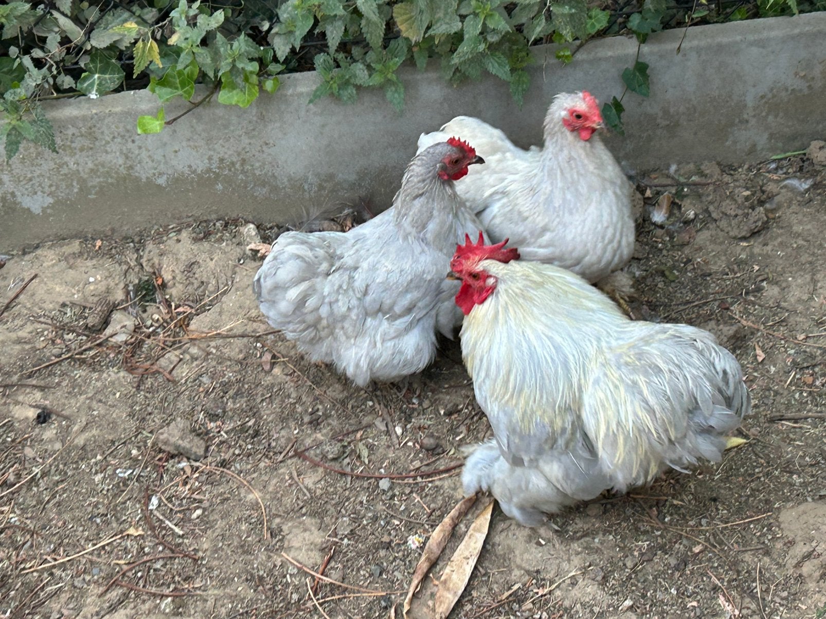 Broedeieren cochin kriel Parelgrijs, Dieren en Toebehoren