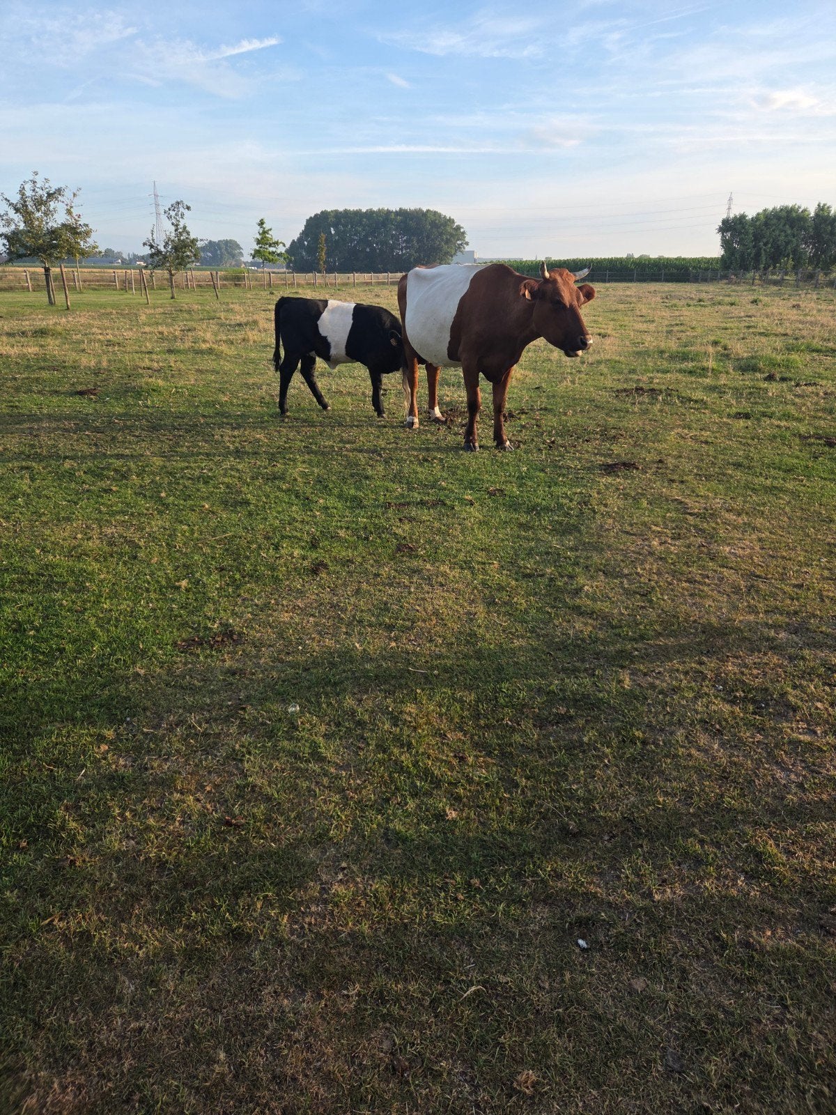 Lakenvelder black agnus, Dieren en Toebehoren, Runderen, 0 tot 2 jaar