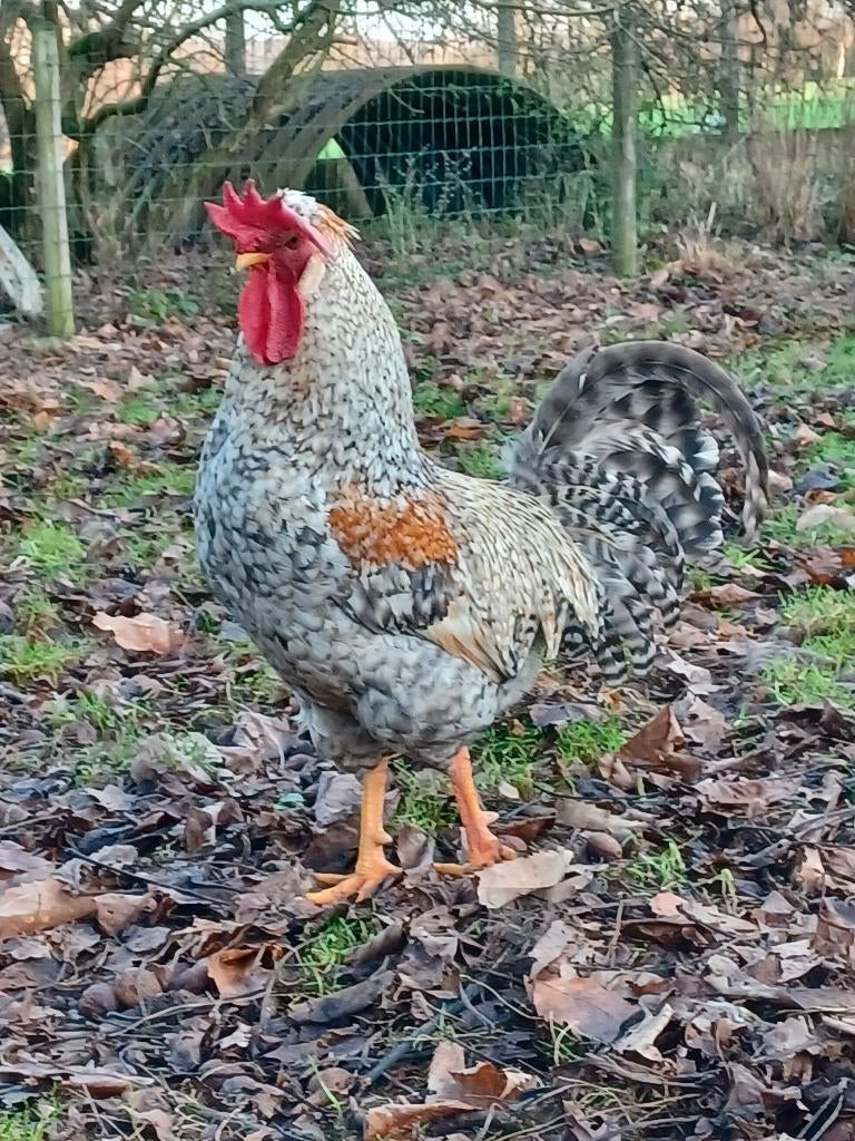 Cream legbar haan, Dieren en Toebehoren, Pluimvee, Mannelijk, Kip