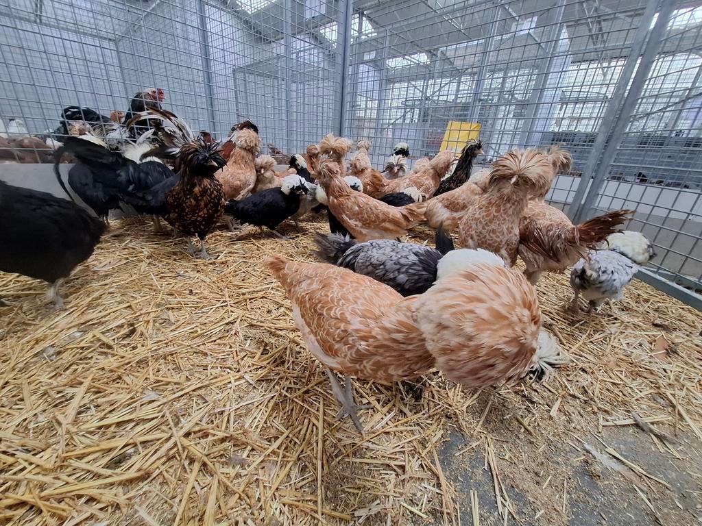 Padua kippen en hanen ruime keuze, Meerdere dieren, Kip