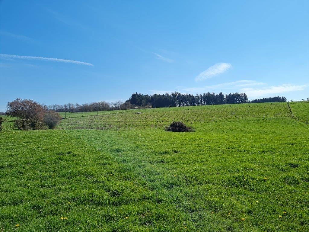 Ardennen - La Roche - Mierchamps: bouwgrond, 19a 43ca., Immo, Gronden en Bouwgronden, 1500 m² of meer