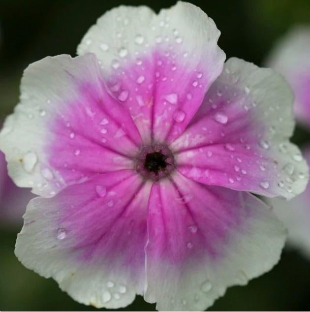 Récolte de graines de Lychnis Coronaria 2025, Enlèvement ou Envoi, Toute l'année, Graine