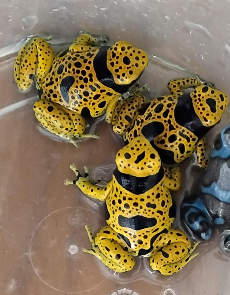 Gifkikker kikker dendrobaat leucomelas, Dieren en Toebehoren, Amfibie, 0 tot 2 jaar