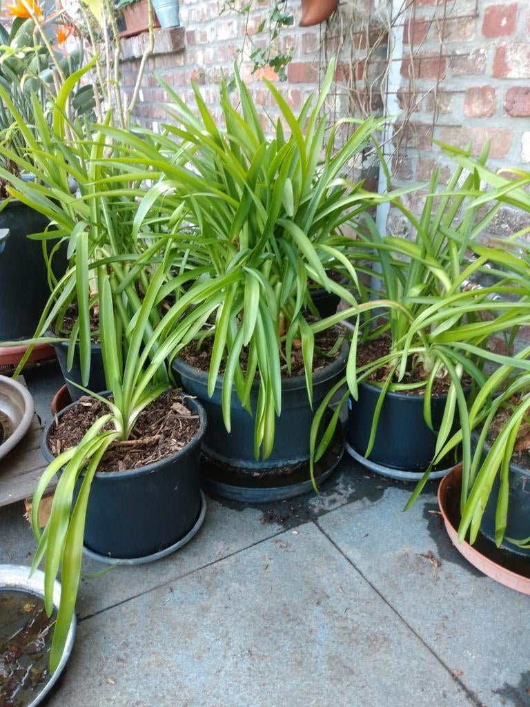 Agapanthus, Tuin en Terras, Ophalen