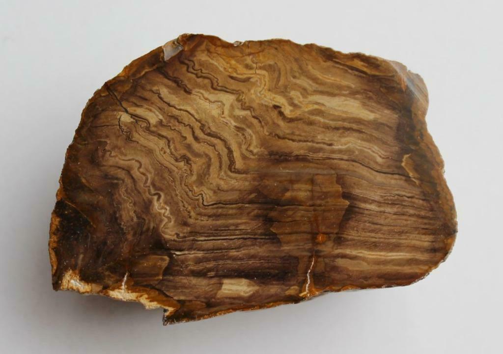 bois fossile d'Australie, Enlèvement ou Envoi, Fossile